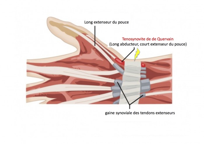 de quervain anat - copie