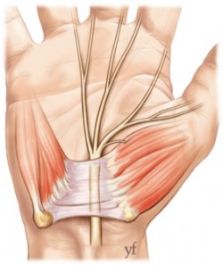 photo 1canal carpien anatomie